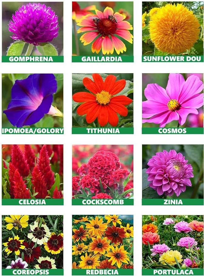 Flower Seeds Combo Pack of 10
