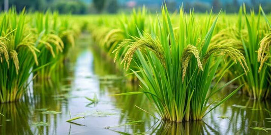 धान की फसल (Paddy Crop) की पूरी जानकारी: बुवाई से कटाई तक और कीट प्रबंधन