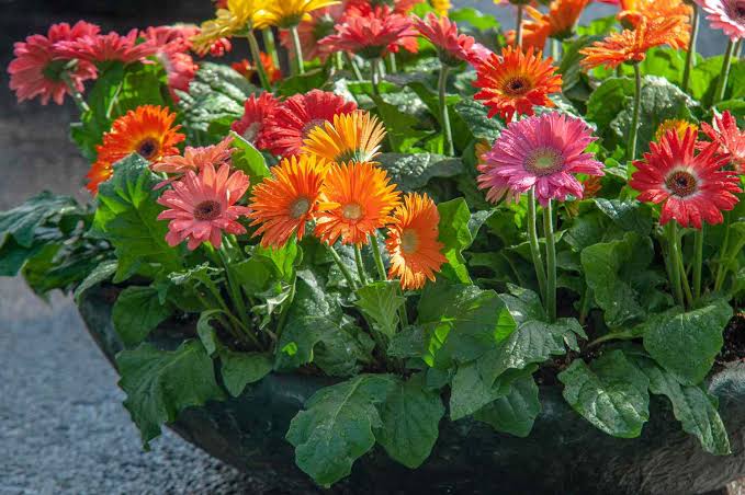 Gerbera की खेती