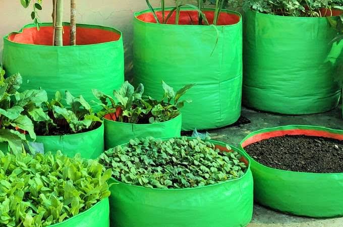 ग्रो बैग में किचन गार्डनिंग: सर्दियों में फसल उगाने का आधुनिक तरीका