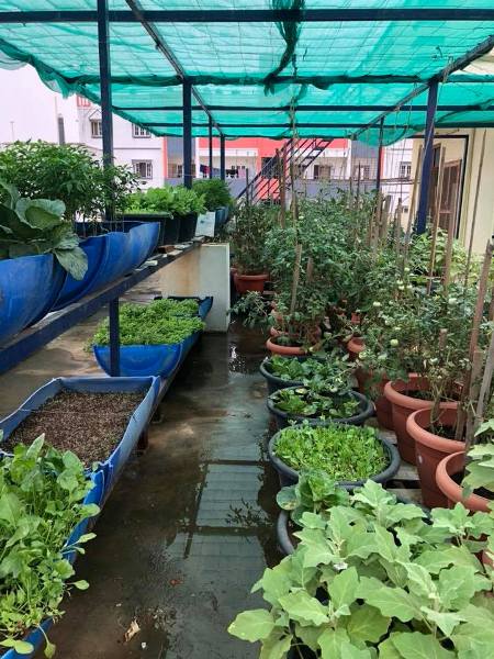 Terrace gardening