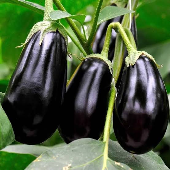 बैंगन की खेती (Brinjal Farming) – बीज बोने से कटाई तक पूरी जानकारी