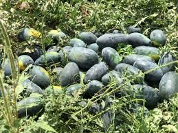 तरबूज की खेती (Watermelon Farming) – बीज बोने से कटाई तक पूरी जानकारी