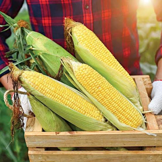 स्वीट कॉर्न की खेती (Sweet Corn Farming) – बीज बोने से कटाई तक पूरी जानकारी
