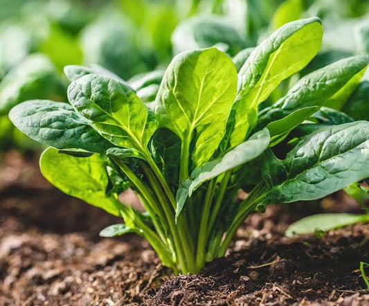 पालक की खेती (Spinach Farming) – बीज बोने से कटाई तक पूरी जानकारी
