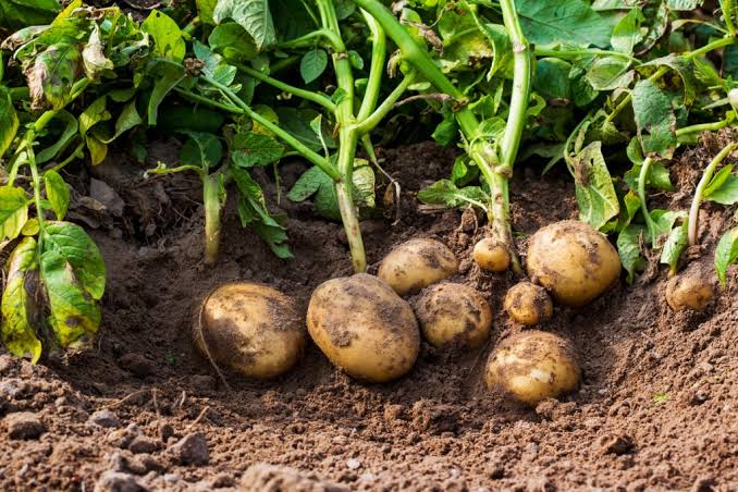 Potato Farming (आलू की खेती) – A Step-by-Step Guide