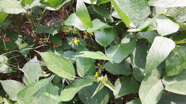 उड़द की उन्नत खेती (Urad Farming) – बीज से कटाई तक पूरी जानकारी