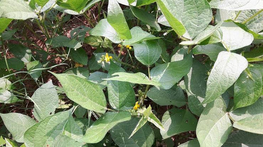 उड़द की उन्नत खेती (Urad Farming) – बीज से कटाई तक पूरी जानकारी